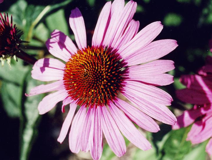 (28) cosmos.jpg